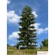 Spruce, 3/3, 26-27 cm