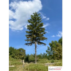 Fichte, 2/3, 10-11 cm