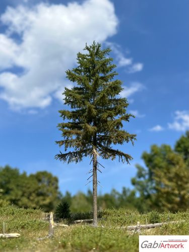 Spruce, 2/3, 20-21 cm