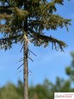 Spruce, 2/3, 22-23 cm