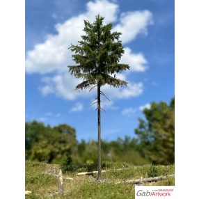 Fichte, 1/3, 10-11 cm