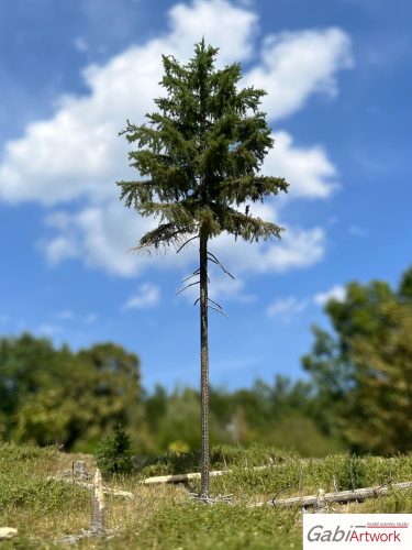 Spruce, 1/3, 18-19 cm