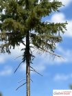 Spruce, 1/3, 14-15 cm