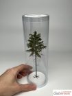 Spruce, 1/3, 14-15 cm