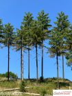 Spruce, 1/3, 14-15 cm