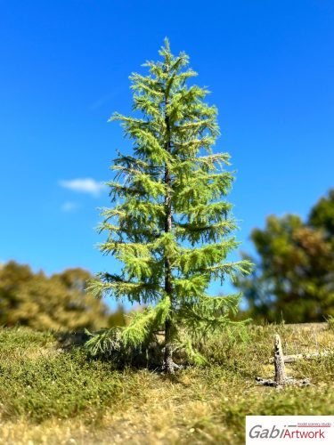 Larch, spring, 3/3, 18-19 cm