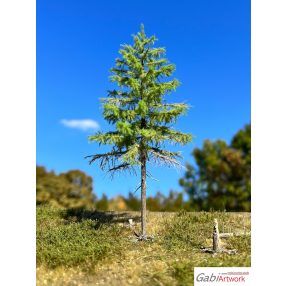 H0 Larch, spring, 2/3, 10-11 cm