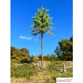 H0 Larch, spring, 1/3, 10-11 cm