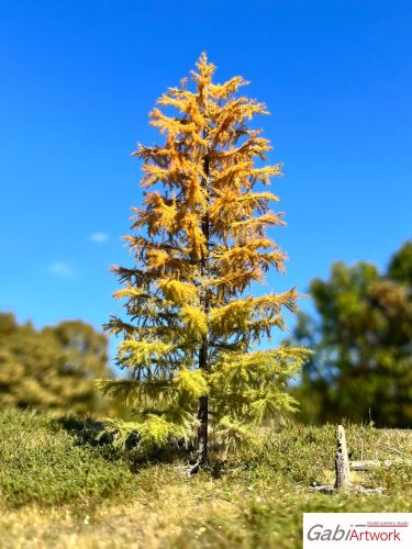 Larch, early autumn, 3/3, 16-17 cm