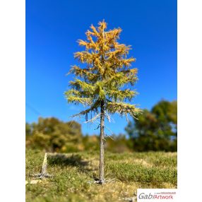 H0 Larch, early autumn, 2/3, 10-11 cm