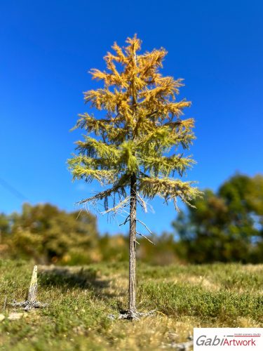 Larch, early autumn, 2/3, 20-21 cm