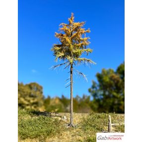 H0 Larch, early autumn, 1/3, 10-11 cm