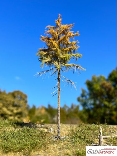 Larch, early autumn, 1/3, 12-13 cm