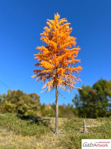 Larch, late autumn, 2/3, 10-11 cm