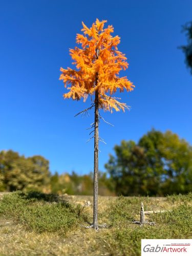 Larch, late autumn, 1/3, 16-17 cm