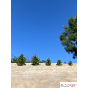 Fichte, Baumsetzlinge, set-1