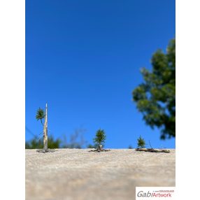 Fichte, Baumsetzlinge, set-2