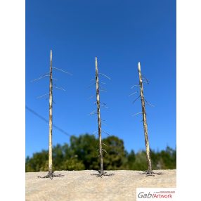 Fichte, tote Bäume, set-2