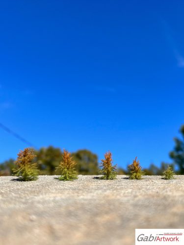 Larch, early autumn, seedlings, set-1