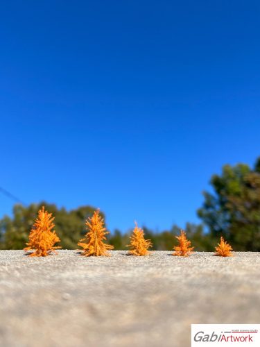 Larch, late autumn, tree seedlings, set-1