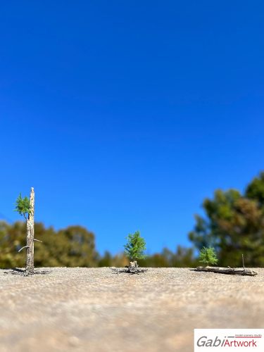 Larch, spring, tree seedlings, set-2