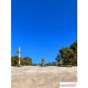 H0 Larch, early autumn, tree seedlings, set-2