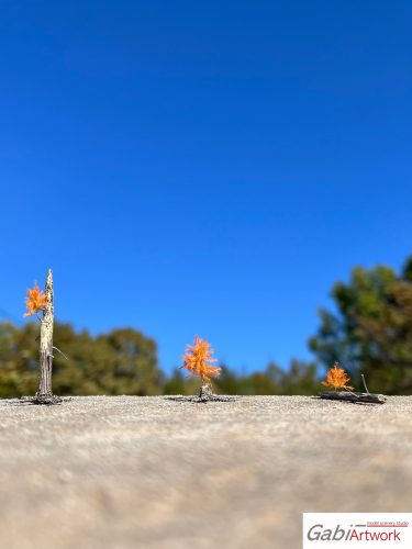 Larch, late autumn, tree seedlings, set-2