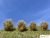 Spring-summer bushes set, type-2