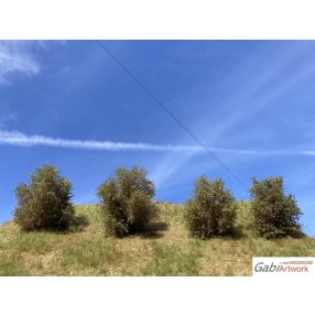 Spring-summer bushes set, type-3