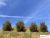 Spring-summer bushes set, type-3