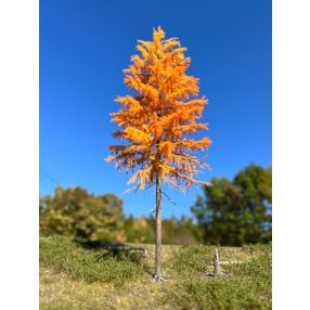 H0 2/3 late autumn larches