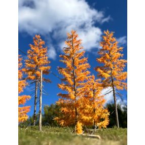 H0 Spätherbst Lärchen