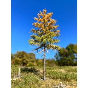 H0 2/3 early autumn larches