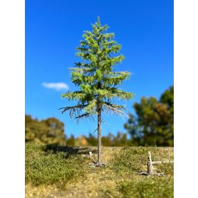 H0 2/3 spring larches