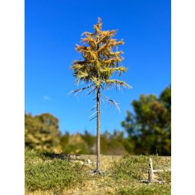 H0 1/3 early autumn larches