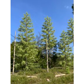 H0 Frühling Lärchen